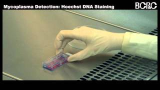 Mycoplasma DetectionHoechst DNA Stainingwmv [upl. by Atinek]