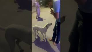 Plying with the pooch doglover dogshorts ytshorts ytshortsindia indian instagram [upl. by Nola]