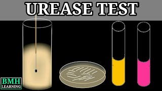 Urease Test [upl. by Ariat]