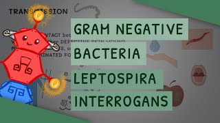 Gram Negative Bacteria Leptospira interrogans [upl. by Aaberg]