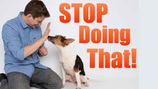 How to Correct your Dogs BAD Behavior [upl. by Dnomed]