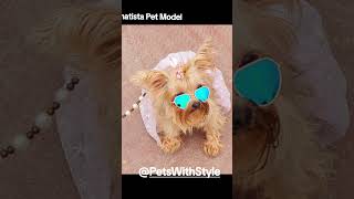 Amatista Tejeda Pet Model pets yorkies mascotas yorkshire yorkie perrunos [upl. by Aed]