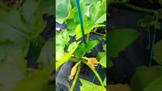 Growing Squash vertically amp Harvesting gardening garden squash [upl. by Ayn]