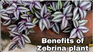 Uses of Tradescantia Zebrina  benefit of Zebrina plant  inch plant  wandering Jew [upl. by Airreis]