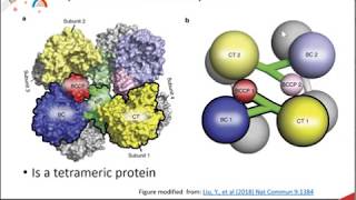 Gluconeogenesis part 1 of 3 Overview and Pyruvate Carboxylase Activity [upl. by Hairahcaz]