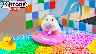 The Worlds Largest Hamster Ball Pool Maze with Pop It 🐹 Homura Ham Pets [upl. by Bullen]