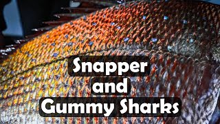 Corinella Snapper and Gummy Sharks [upl. by Ambler]