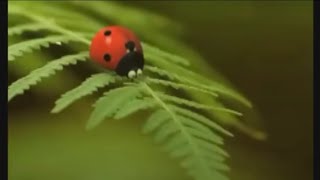 ladybug 🐞 video funnyladybug song ladybug cartoon [upl. by Nonah]