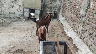 Adorable Goats 🐐 Playing kuchi kuchi [upl. by Aneeuqal]