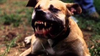 Bad Dog Barking  Ringtone MP3 [upl. by Leumas]