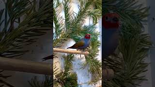 The yellowwinged pytilia Pytilia hypogrammica  Aviary Birds [upl. by Eila]