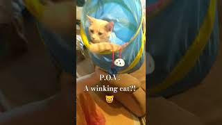 POV Winking Cat homestead family cat wink winking canadianfarm cute adorable pov [upl. by Kurth]