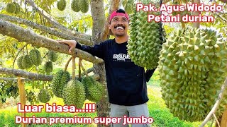 Tilik Kebun Durian Pak Agus Widodo di Belakang Rumah  Desa Giling Gunungwungkal Pati [upl. by Kettie]