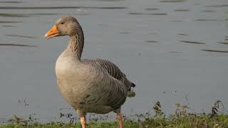 Greylag goose facts [upl. by Hisbe]