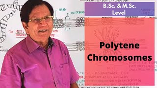 Polytene Chromosomes  Giant Chromosomes Part1  BSc amp MSc Level [upl. by Rebmat383]