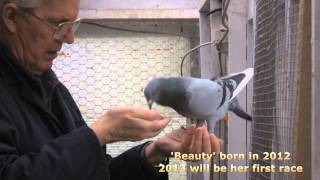 RACING PIGEONS 2013 HENS TEAM [upl. by Atiuqet]