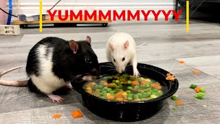 Latte Oreo love peas fishing Fancy pet Rats [upl. by Alliuqal]