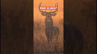 Shoot or pass music deerhunting deer bucks rut [upl. by Yeltrab735]