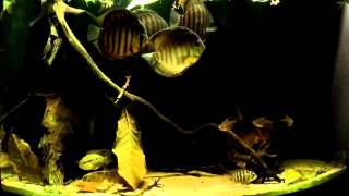 WILD DISCUS BLACKWATER BIOTOPE [upl. by Notsae]