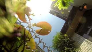 GoPro quotMedakaquot Japanese Rice Fish [upl. by Bartko]