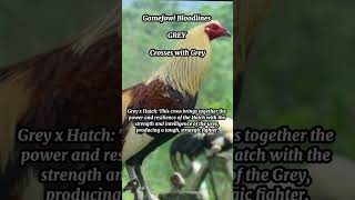 Gamefowl Bloodlines  Crosses of greys [upl. by Acimehs]