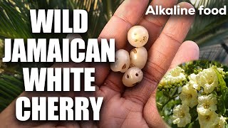 Benefits of Clammy Cherry  Cordia obliqua Wild clammycherries [upl. by Hueston]