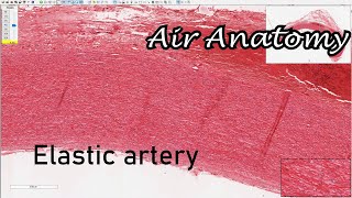 Large Artery Histology  Air Anatomy [upl. by Rosdniw]