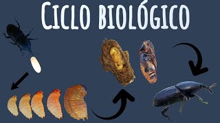 Ciclo biológico del picudo del agave [upl. by Eibob]