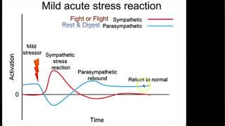 4U Regulating Stress [upl. by Gerardo924]