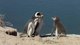 Magellanic Penguins Without Narration [upl. by Lerad]