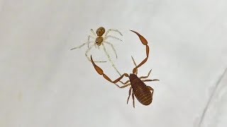 Pseudoscorpion Tangles With A Juvenile Cobweb Spider [upl. by Koslo]