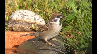 Passera mattugia Passer montanus [upl. by Gore]