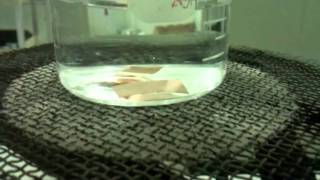 Copper Reaction with Sulphuric Acid [upl. by Philo53]