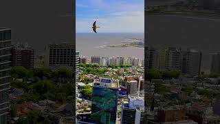 Montevideo  Uruguay drone friendship [upl. by Elletsirhc]