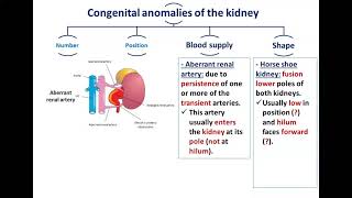 Congenital Anomalies of Kidney and Ureter  Dr Ahmed Farid [upl. by Nahsor]