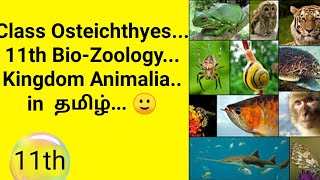 Class Osteichthyes 11th BioZoology Kingdom Animalia🐵🐔🐶🐷 in tamil [upl. by Oloap]