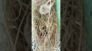 Newly hatched chicks animals fypシ゚viral shotsvideo [upl. by Idna]