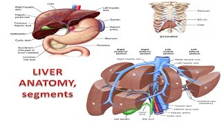 Liver Facts You Wont Believe [upl. by Arot]