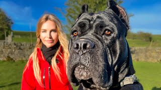 THE WORKING CANE CORSO  FIERCE HUNTER GUARD DOG amp PROTECTOR [upl. by Yahc]