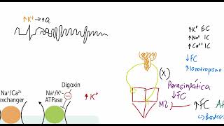 Digoxina e Interacciones [upl. by Nehttam]