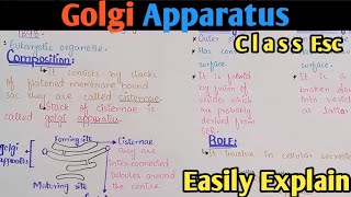 Golgi Apparatus Structure And Functions  Golgi Complex  Class 11 Biology [upl. by Tibbetts392]