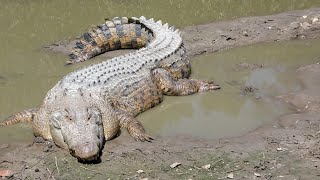 Crocodile Attack boy in water  Crocodile attack human  Crocodile attack stories [upl. by Ameluz]