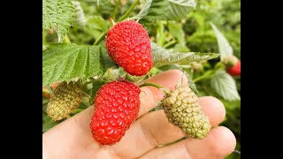 quotSECRETOS PARA UNA FLORACIÓN EXITOSA EN EL CULTIVO DE FRAMBUESAS POTENCIA TUS COSECHAS DE BERRIESquot [upl. by Aihsein42]