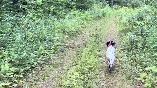 Beirl’s English setters Nora working a pigeon set Bird training [upl. by Notlef]