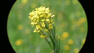 Erysimum inconspicuum Smallflowered Wallflower [upl. by Guillaume]