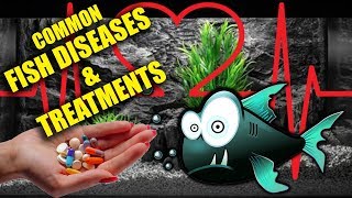 Common Fish Diseases Identifying amp Treatment [upl. by Elletnahc218]