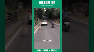 anjing ini menangis mengejar majikannya 😭 anjing viral fypシ゚viral trending hewan [upl. by Stich346]