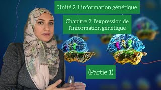 Unité 2chapitre 2l’expression de l’information génétiquegène allèlemutation Partie 1 [upl. by Prisca850]