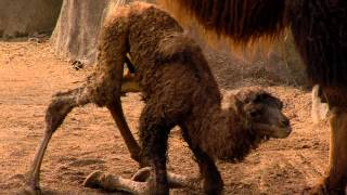 New Baby Camel Just Born  Cincinnati Zoo [upl. by Vaden741]