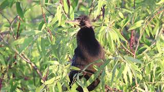 American Anhinga Calling  Canon EOS M50  Tamron 150600mm G2 [upl. by Haduhey467]